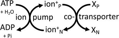 Bioenergetic myths of energy transduction in eukaryotic cells